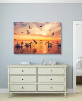 Obrazy zvířat Obraz labutě na moři
