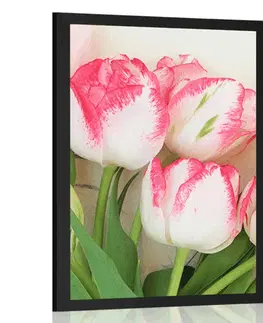 Květiny Plakát jarní tulipány