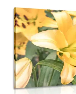Obrazy květů Obraz žlutá lilie