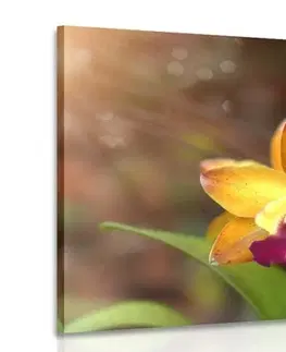 Obrazy květů Obraz oranžová orchidej