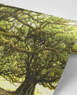 Tapety příroda Fototapeta stromy pokryté mechem