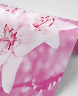 Tapety květiny Fototapeta lilie v růžovém kabátu