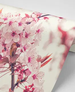 Tapety květiny Fototapeta růžové květy třešně