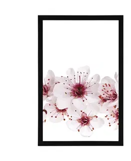 Květiny Plakát třešňové květiny