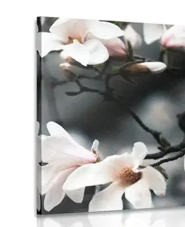 Obrazy květů Obraz probouzející se magnolie