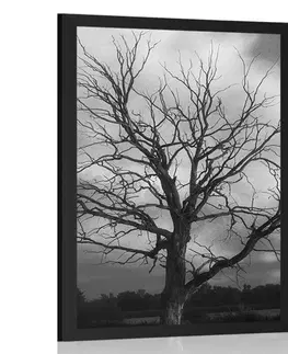 Černobílé Plakát černobílý strom na louce