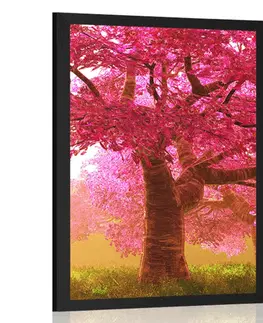 Příroda Plakát rozkvetlé stromy třešně