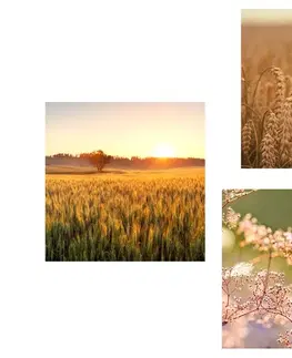 Sestavy obrazů Set obrazů pole při západu slunce