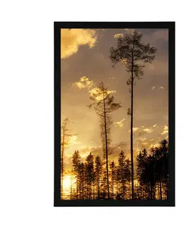 Příroda Plakát podvečer v lese
