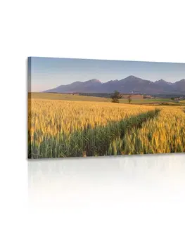 Obrazy přírody a krajiny Obraz západ slunce nad pšeničným polem
