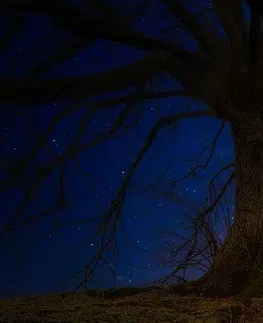 Obrazy přírody a krajiny Obraz stromy v noční zemi