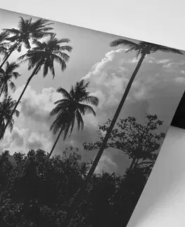 Černobílé tapety Tapeta kokosové palmy na pláži v černobílém