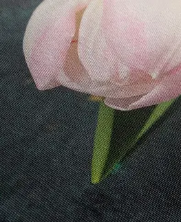 Obrazy květů Obraz pastelově růžové tulipány
