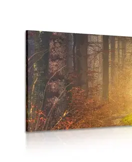 Obrazy přírody a krajiny Obraz světlo v lese