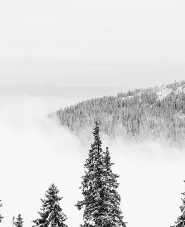 Černobílé obrazy Obraz zasněžené borovicové stromy v černobílém provedení