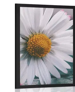 Květiny Plakát nádherná sedmikráska