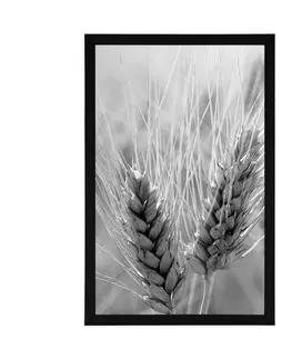 Černobílé Plakát pšeničné pole v černobílém provedení