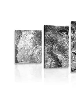 Černobílé obrazy 5-dílný obraz tvář lva v černobílém provedení