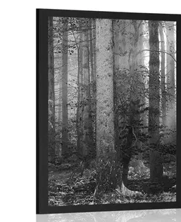 Černobílé Plakát tajemství lesa v černobílém provedení