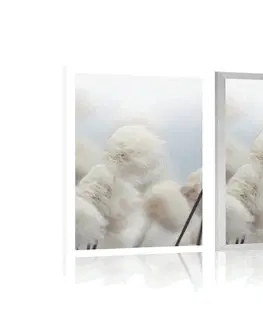 Květiny Plakát arktické květiny bavlny