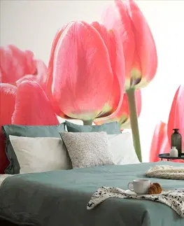 Samolepící tapety Samolepící fototapeta červené polní tulipány