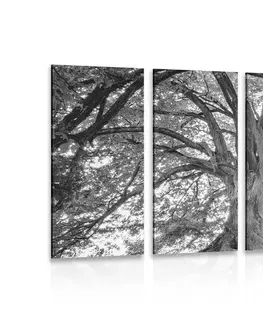 Černobílé obrazy 5-dílný obraz černobílé majestátní stromy