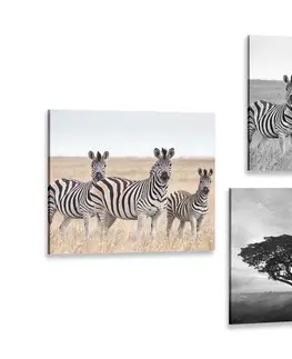 Sestavy obrazů Set obrazů zvířata žijící na Savanu