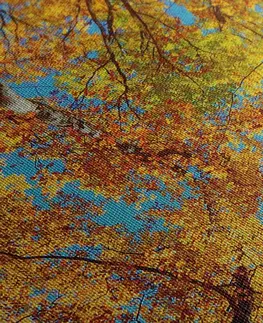 Obrazy přírody a krajiny Obraz podzimní koruny stromů