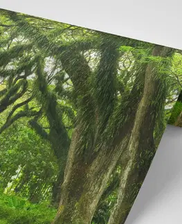 Samolepící tapety Samolepící fototapeta cesta zahalená stromy