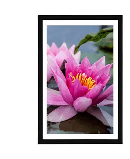 Květiny Plakát s paspartou růžový lotosový květ