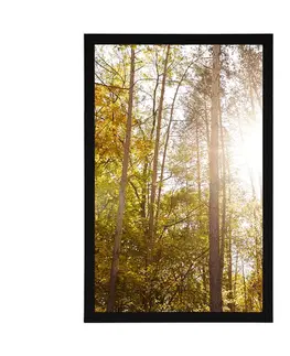 Příroda Plakát les v podzimních barvách