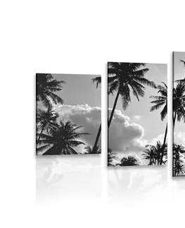 Černobílé obrazy 5-dílný obraz kokosové palmy na pláži v černobílém provedení