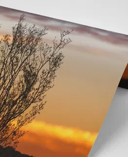 Samolepící tapety Samolepící fototapeta větvičky v západu slunce