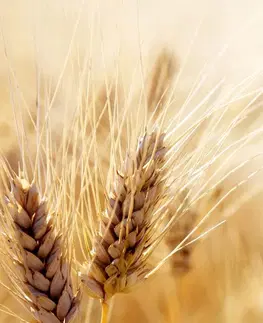 Obrazy přírody a krajiny Obraz pšeničné pole