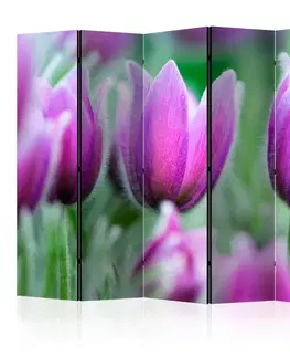 Paravány Paraván Purple spring tulips Dekorhome 225x172 cm (5-dílný)