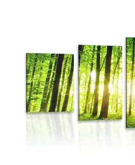 Obrazy přírody a krajiny 5-dílný obraz svěží zelený les