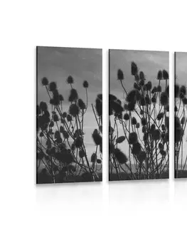 Černobílé obrazy 5-dílný obraz stébla trávy na poli v černobílém provedení