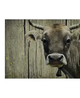 Rohožky Rohožka s motivem švýcarské krávy - 75*50*1cm Mars & More RARMSCW