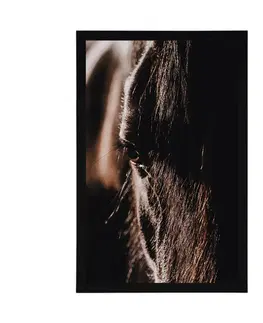 Zvířata Plakát majestátní kůň