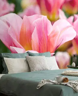 Samolepící tapety Samolepící fototapeta louka růžových tulipánů