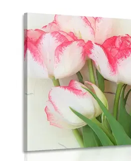 Obrazy květů Obraz jarní tulipány