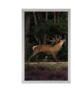 Zvířata Plakát majestátní jelen
