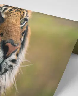 Tapety zvířata Fototapeta bengálský tygr