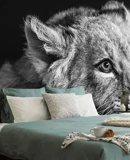 Černobílé tapety Fototapeta mládě lva v černobílém