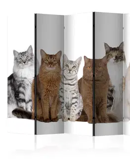 Paravány Paraván Sweet Cats Dekorhome 135x172 cm (3-dílný)