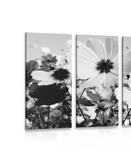 Černobílé obrazy 5-dílný obraz louka jarních květin v černobílém provedení