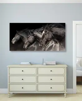 Obrazy zvířat Obraz tři cválající koně
