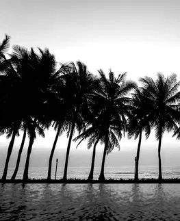 Černobílé tapety Tapeta západ slunce nad palmami v černobílém