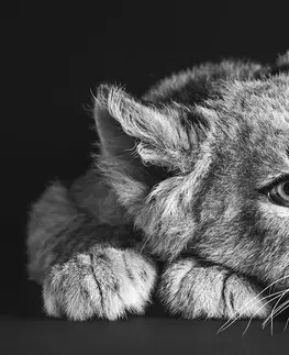 Samolepící tapety Samolepící fototapeta mládě lva v černobílém