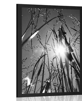 Černobílé Plakát polní tráva v černobílém provedení